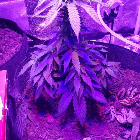 Muskoka Kush #2 Veronica  growlog timeline photo