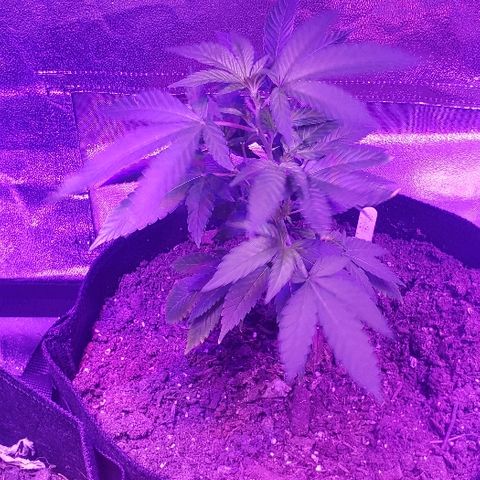 Gelato Cheryl  growlog timeline photo