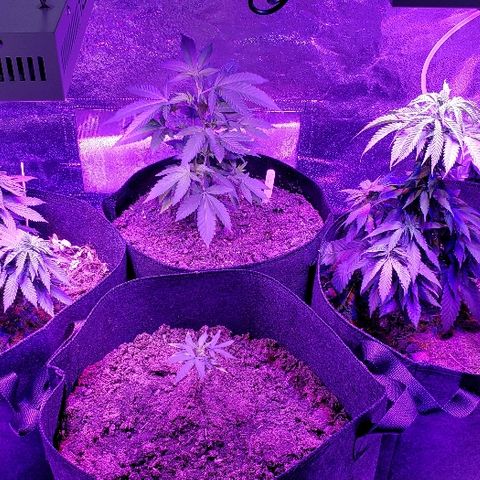 Muskoka Kush #2 Veronica  growlog timeline photo