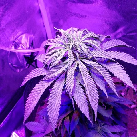 Muskoka Kush #2 Veronica  growlog timeline photo