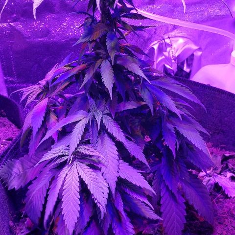 Muskoka Kush #2 Veronica  growlog timeline photo
