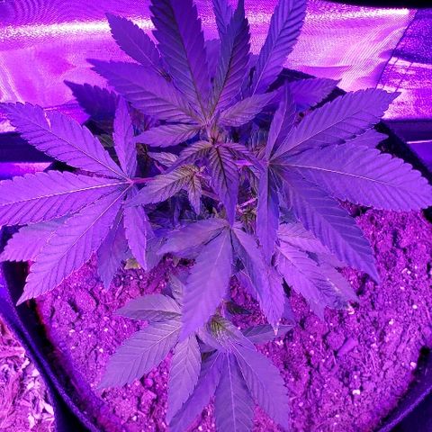 Gelato Cheryl  growlog timeline photo