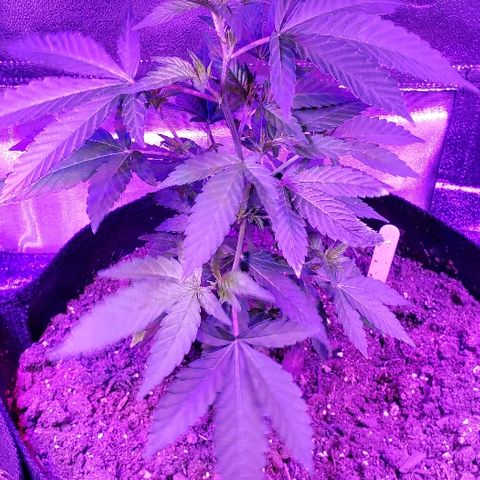 Gelato Cheryl  growlog timeline photo