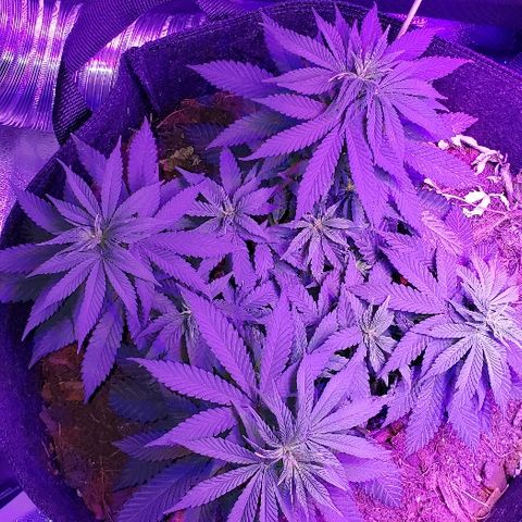 Muskoka Kush #1 Betty growlog timeline photo