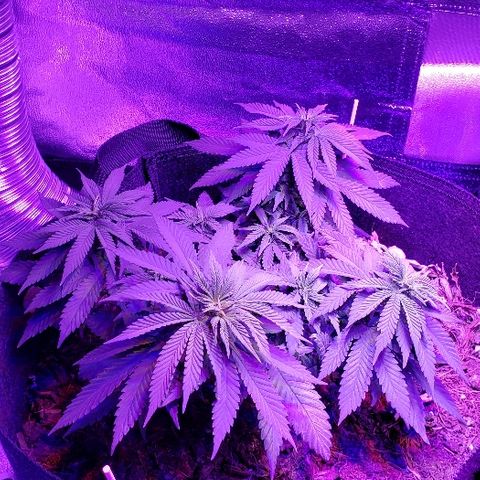 Muskoka Kush #1 Betty growlog timeline photo
