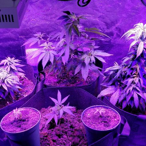 Muskoka Kush #2 Veronica  growlog timeline photo
