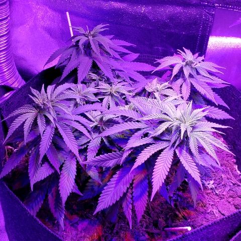 Muskoka Kush #1 Betty growlog timeline photo