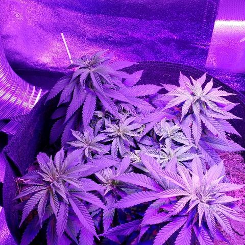 Muskoka Kush #1 Betty growlog timeline photo