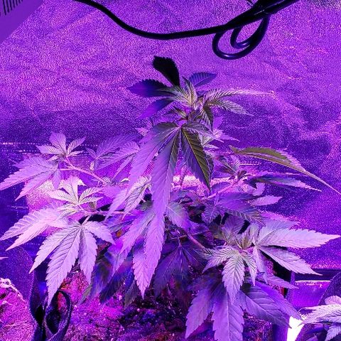 Gelato Cheryl  growlog timeline photo