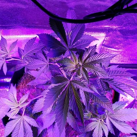 Gelato Cheryl  growlog timeline photo