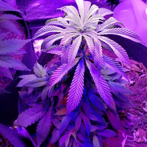 Muskoka Kush #2 Veronica  growlog timeline photo