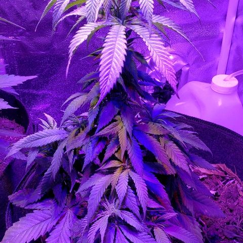 Muskoka Kush #2 Veronica  growlog timeline photo