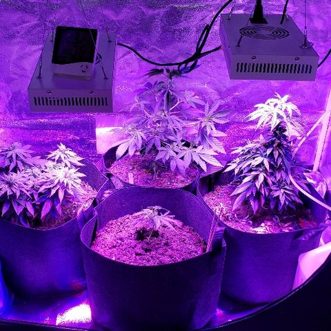 Muskoka Kush #2 Veronica  growlog timeline photo