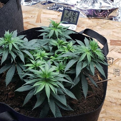 Muskoka Kush #1 Betty growlog timeline photo