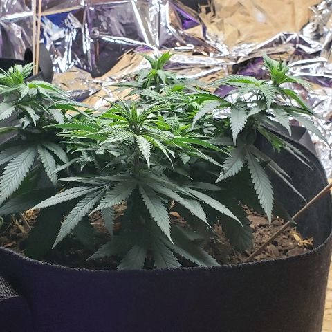 Muskoka Kush #1 Betty growlog timeline photo