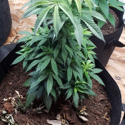 Muskoka Kush #2 Veronica  growlog timeline photo