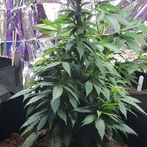 Muskoka Kush #2 Veronica  growlog timeline photo