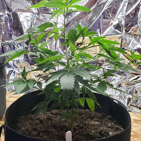Gelato Cheryl  growlog timeline photo