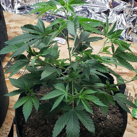 Gelato Cheryl  growlog timeline photo
