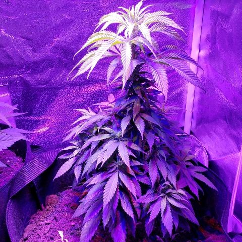 Muskoka Kush #2 Veronica  growlog timeline photo