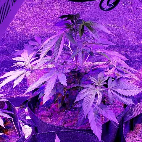 Gelato Cheryl  growlog timeline photo