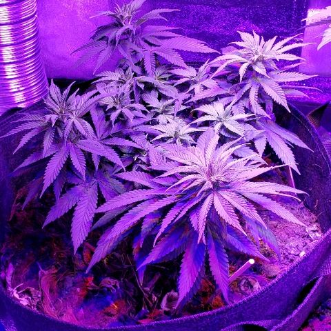 Muskoka Kush #1 Betty growlog timeline photo