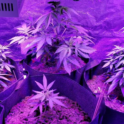 Muskoka Kush #2 Veronica  growlog timeline photo