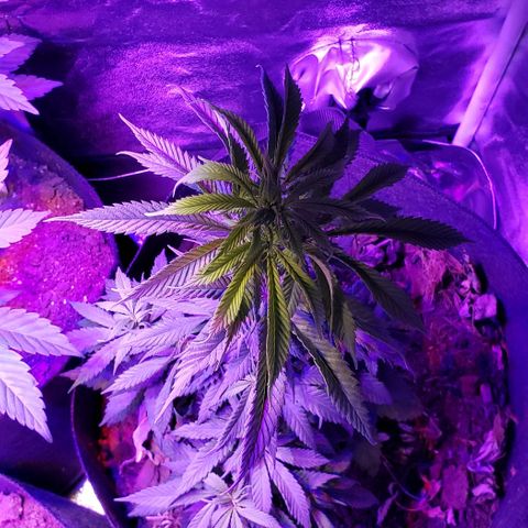 Muskoka Kush #2 Veronica  growlog timeline photo