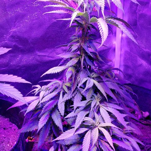 Muskoka Kush #2 Veronica  growlog timeline photo