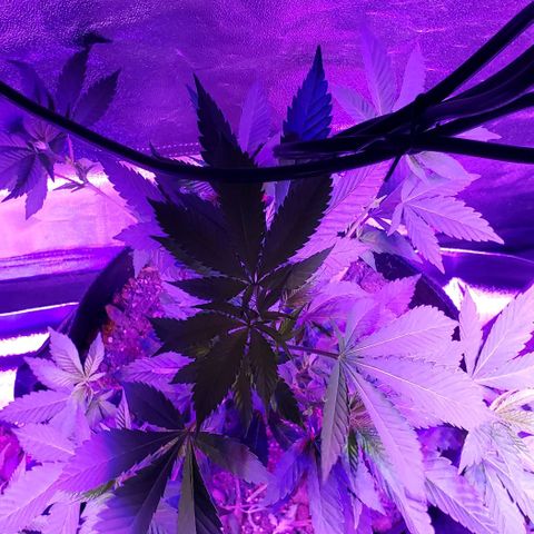 Gelato Cheryl  growlog timeline photo