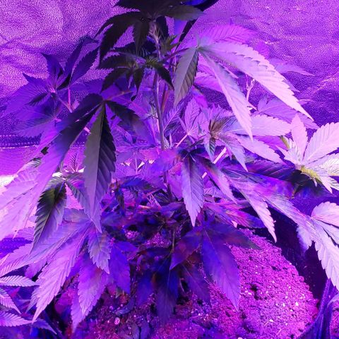 Gelato Cheryl  growlog timeline photo