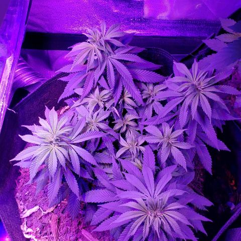 Muskoka Kush #1 Betty growlog timeline photo
