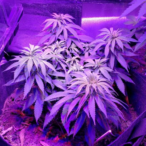 Muskoka Kush #1 Betty growlog timeline photo