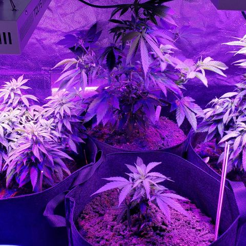 Muskoka Kush #2 Veronica  growlog timeline photo