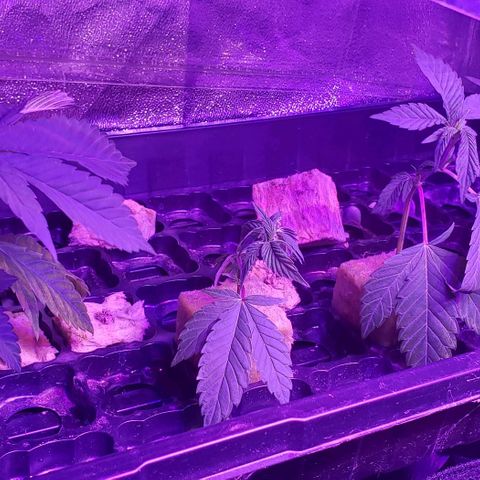 Muskoka Kush #2 Veronica  growlog timeline photo
