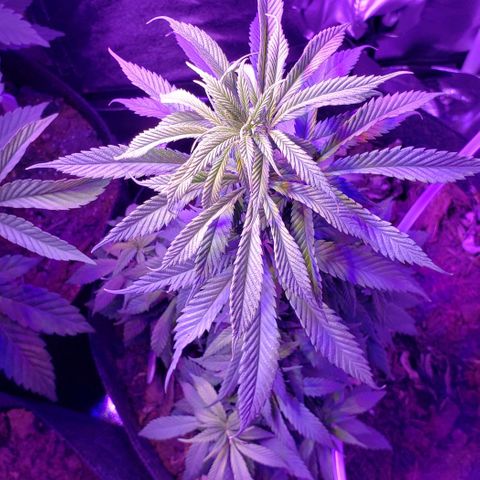 Muskoka Kush #2 Veronica  growlog timeline photo