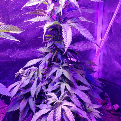 Muskoka Kush #2 Veronica  growlog timeline photo