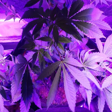 Gelato Cheryl  growlog timeline photo