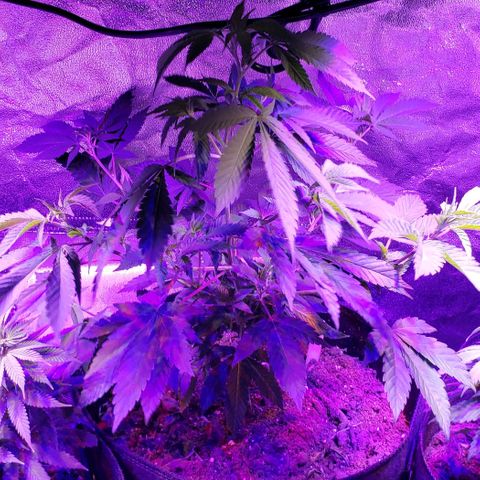 Gelato Cheryl  growlog timeline photo
