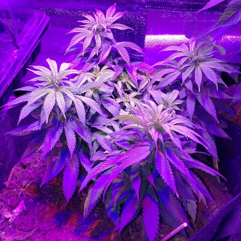 Muskoka Kush #1 Betty growlog timeline photo