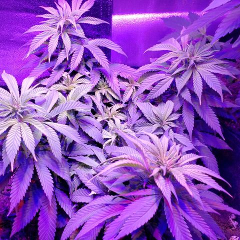 Muskoka Kush #1 Betty growlog timeline photo