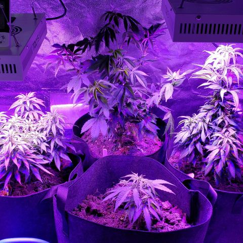 Muskoka Kush #2 Veronica  growlog timeline photo