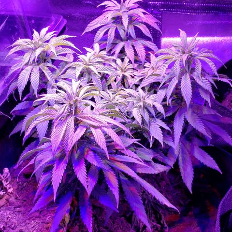 Muskoka Kush #1 Betty growlog timeline photo
