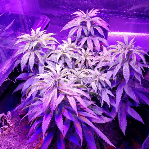 Muskoka Kush #1 Betty growlog timeline photo
