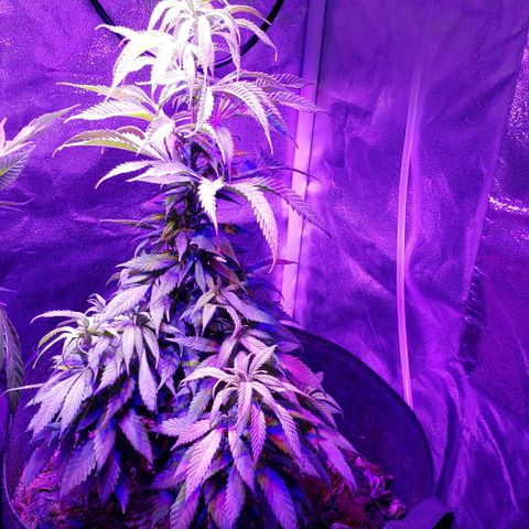 Muskoka Kush #2 Veronica  growlog timeline photo