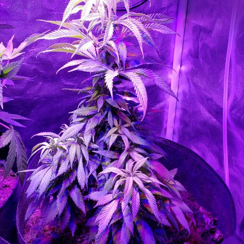 Muskoka Kush #2 Veronica  growlog timeline photo