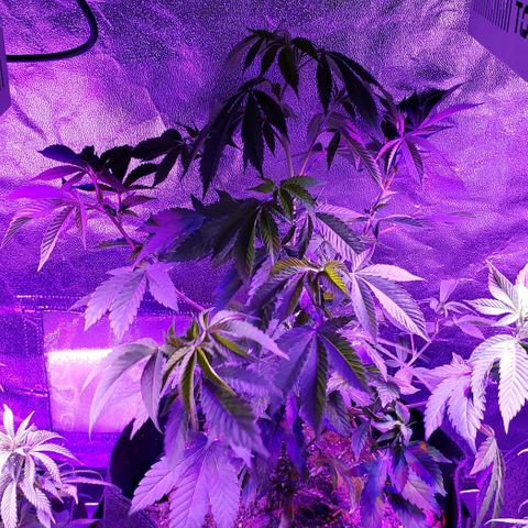 Gelato Cheryl  growlog timeline photo