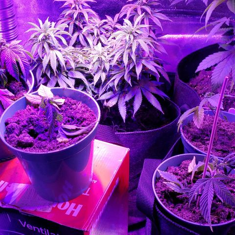 Muskoka Kush #2 Veronica  growlog timeline photo