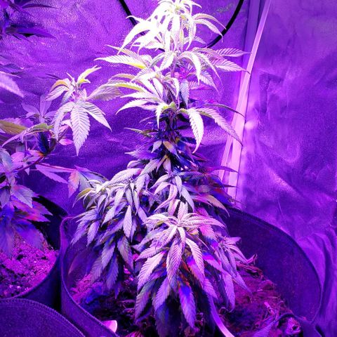 Muskoka Kush #2 Veronica  growlog timeline photo