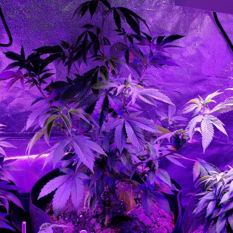 Gelato Cheryl  growlog timeline photo